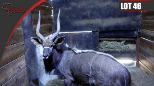 Nyala