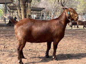 1X KALAHARI RED Stoet 10-367 DOE VANDERGOAT STUD