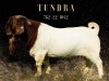 1X BOER GOAT Stoet 17-512 DOE SALMON VAN HUYSSTEEN BOER GOAT STUD - 2