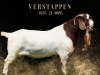 1X BOER GOAT Stoet 17-512 DOE SALMON VAN HUYSSTEEN BOER GOAT STUD - 3