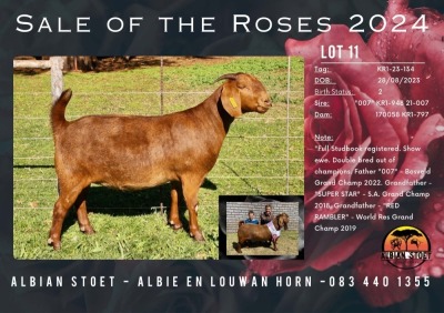 1X KALAHARI RED Stoet 48-893 DOE ALBIAN KALAHARI REDS