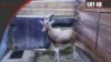 Copper Blesbuck