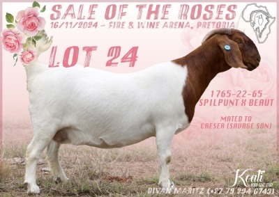 1+1X BOER GOAT Stoet 2-47 DOE KOATI BOER GOAT STUD