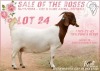 1+1X BOER GOAT Stoet 2-47 DOE KOATI BOER GOAT STUD - 2