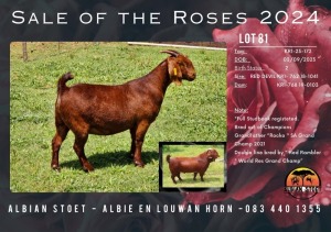 1X KALAHARI RED Stoet 48-892 DOE ALBIAN KALAHARI REDS