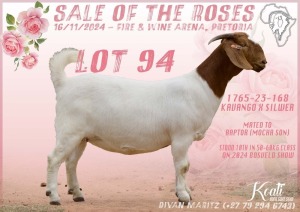 1X BOER GOAT Stoet 48-671 DOE KOATI BOER GOAT STUD