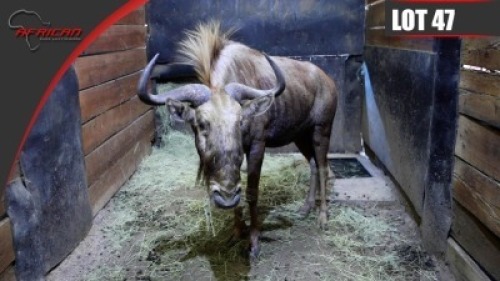 Golden Gnu