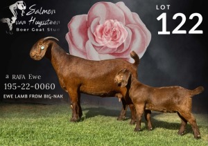 1X KALAHARI RED Stoet 48-333 DOE SALMON VAN HUYSSTEEN BOER GOAT STUD