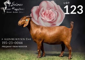 1X KALAHARI RED Stoet 48-611 DOE SALMON VAN HUYSSTEEN BOER GOAT STUD