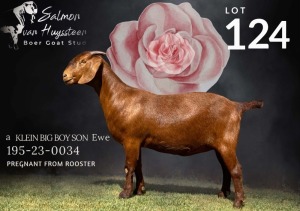 1X KALAHARI RED Stoet 48-867 DOE SALMON VAN HUYSSTEEN BOER GOAT STUD