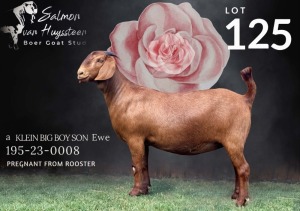 1X KALAHARI RED Stoet 48-866 DOE SALMON VAN HUYSSTEEN BOER GOAT STUD