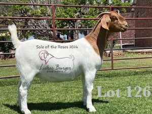 1X BOER GOAT Stoet 48-884 DOE LUKAS BURGER BOERGOAT STUD