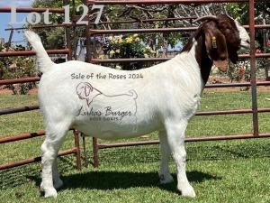 1X BOER GOAT Stoet 48-1197 DOE LUKAS BURGER BOERGOAT STUD