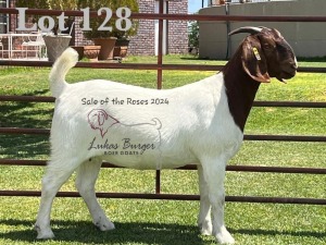 1X BOER GOAT Stoet 48-1199 DOE LUKAS BURGER BOERGOAT STUD