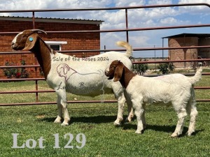 1+1X BOER GOAT Stoet 11-217 DOE LUKAS BURGER BOERGOAT STUD