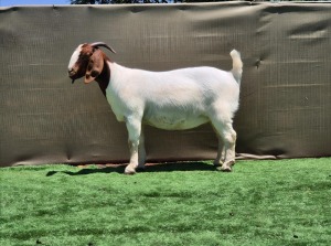 1X BOER GOAT Stoet 48-1193 DOE BOOYSEN BDY