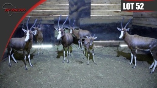 Blesbuck