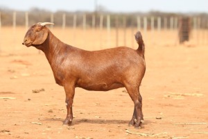 1X KALAHARI RED Stoet 48-768 DOE ANTON & RICKUS BOTHMA