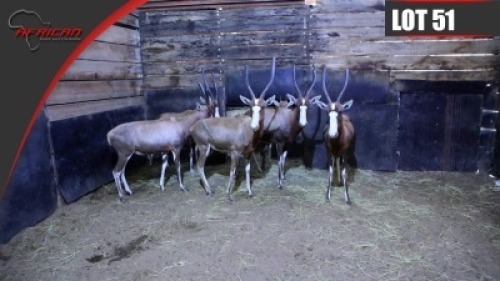Blesbuck
