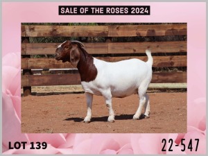 1 - WITHDRAWNX BOER GOAT Onttrek DOE MILAMIEK BOERGOATSTUD