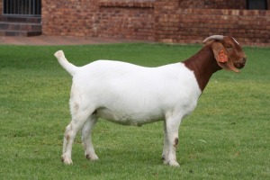 1X BOER GOAT Stoet 48-778 DOE BOSLAND BOERDERY