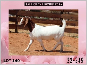 1X BOER GOAT Stoet 48-895 DOE MILAMIEK BOERGOATSTUD