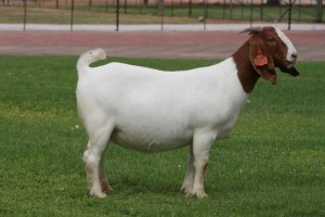 1X BOER GOAT Stoet 48-767 DOE BOSLAND BOERDERY