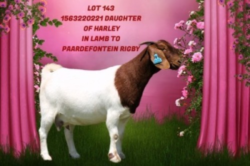 1X BOER GOAT Stoet 21-169 DOE SHONGOLOLO BOERBOK STOET