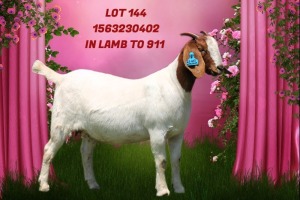 1X BOER GOAT Stoet 48-773 DOE SHONGOLOLO BOERBOK STOET