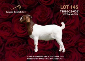 1X BOER GOAT Stoet 48-1189 DOE PASSANO BOERBOKSTOET