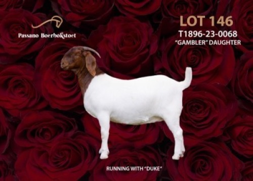 1 - WITHDRAWNX BOER GOAT Onttrek DOE PASSANO BOERBOKSTOET