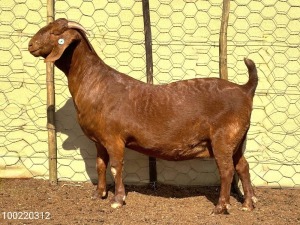 1X KALAHARI RED Stoet 17-108 DOE BERNICK FOURIE KALAHARI REDS