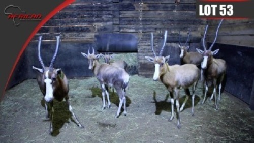 Blesbuck