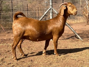 1X KALAHARI RED Stoet 17-080 DOE VANDERGOAT STUD