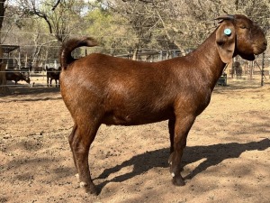 1X KALAHARI RED Stoet 10-368 DOE VANDERGOAT STUD