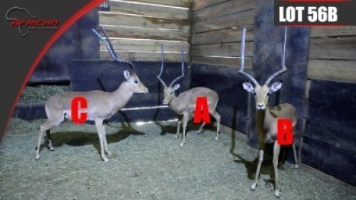 Impala
