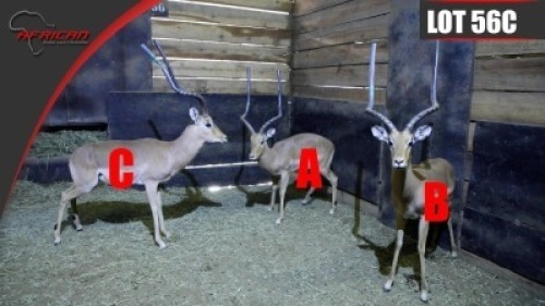 Impala