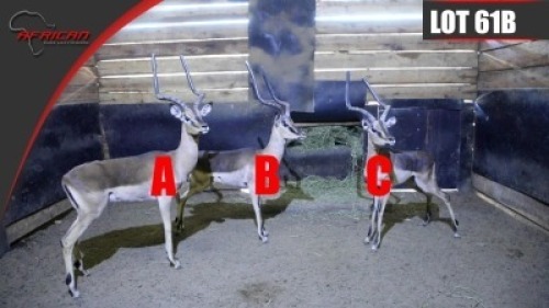 Saddle Back Impala