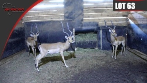 Impala