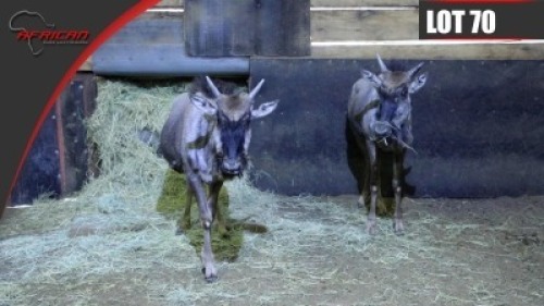 Blue Wildebeest
