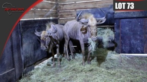 Golden Gnu