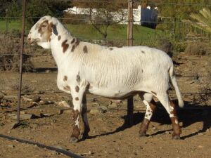 LOT 105 1X MEATMASTER RAM WILGERBOOM MEATMASTERS