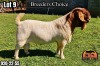 1X BOER GOAT Flock Teats BUCK ALBIAN STOET HORN BOERDERY