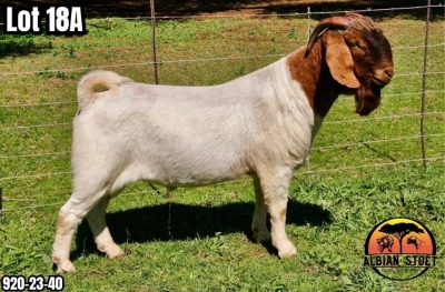 1X BOER GOAT Flock BUCK ALBIAN STOET HORN BOERDERY