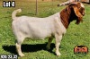 1X BOER GOAT Flock BUCK ALBIAN STOET HORN BOERDERY