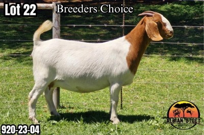 1X BOER GOAT Stud DOE ALBIAN STOET HORN BOERDERY