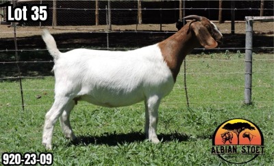 1X BOER GOAT Stud DOE ALBIAN STOET HORN BOERDERY