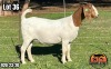 1X BOER GOAT Flock DOE ALBIAN STOET HORN BOERDERY