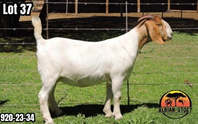 1X BOER GOAT Flock Colour DOE ALBIAN STOET HORN BOERDERY