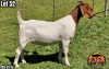 1X BOER GOAT Stud DOE ALBIAN STOET HORN BOERDERY